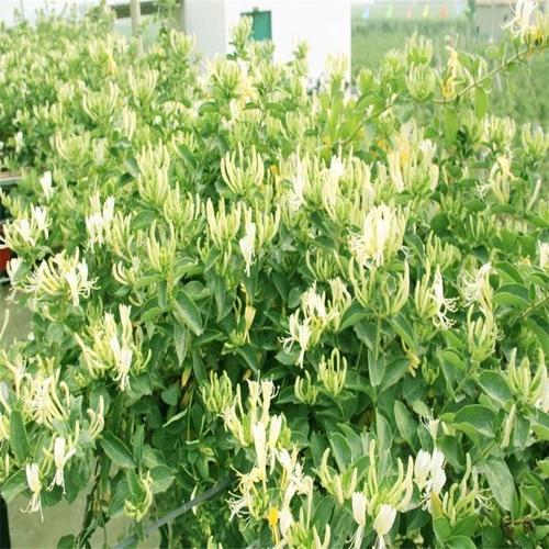 金銀花種子 行道林木苗木植物樹種子 金銀花苗子直發(fā)|價(jià)格|廠家|多少