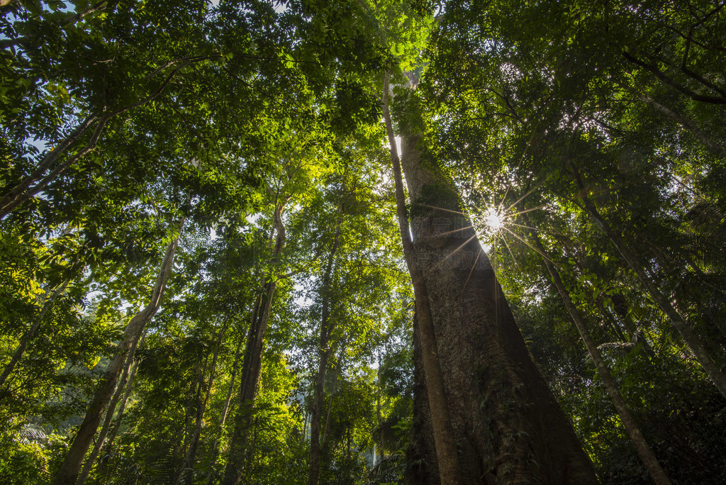 林木大自然綠色木背景