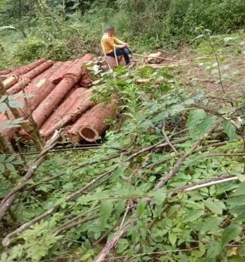 恩施鶴峰 村民林木遭砍伐舉報人質疑案審存在違紀違法