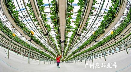 央媒看花都丨廣州花都:美麗鄉村入畫來