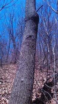 本溪市南芬區思山嶺鄉東溝村林木