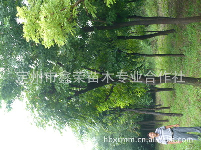 長期供應(yīng)各種規(guī)格的石榴樹8-12公分的石榴樹_經(jīng)濟(jì)林木_農(nóng)林牧漁行業(yè)_產(chǎn)品_中國特產(chǎn)網(wǎng)