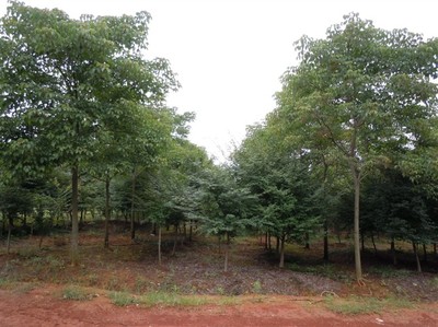 重陽木江西九江綠化苗木,林木種子-九江縣排山林場商鋪供應(yīng)列表-第1頁