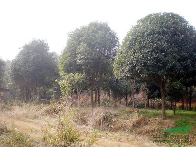 湖北省咸寧市林木種苗場