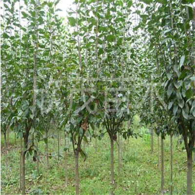 林木種子 基地綠化苗木批發(fā) 西府海棠苗 速生海棠規(guī)格齊全 量大優(yōu)惠-沭陽縣新河鎮(zhèn)欣茂苗木園藝場提供林木種子 基地綠化苗木批發(fā) 西府海棠苗 速生海棠規(guī)格齊全 量大優(yōu)惠的相關介紹、產(chǎn)品、服務、圖片、價格沭陽縣新河鎮(zhèn)欣茂苗木園藝場、苗木、工程苗、綠化小苗、果樹苗、草坪皮、地被植物、喬木、灌木、西府海棠、櫻花小苗、園藝工具、花盆