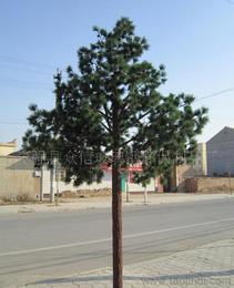 各種樹木供應(yīng)信息 各種樹木批發(fā) 各種樹木價(jià)格 找各種樹木產(chǎn)品上