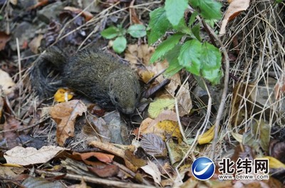 赤腹松鼠泛濫 創新機制除鼠害 寶興縣林業局組織開展林木鼠害防治