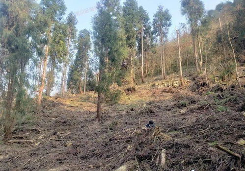 關注︱區公安局破獲特大濫伐林木案件