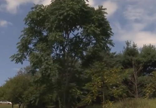 一男子為給大嫂治病,砍了父親種下的樹,被認定構成砍伐林木罪