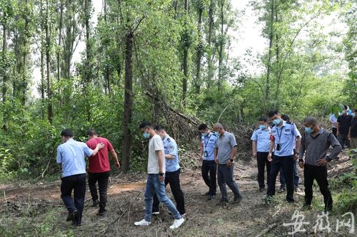 一團(tuán)伙在紫蓬山國家森林公園濫伐林木100多噸
