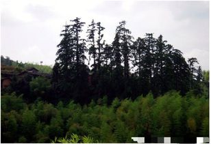 怎樣計(jì)算楊樹活林木材積量