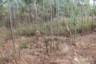 法網(wǎng)恢恢疏而不漏 濫伐林木要被抓