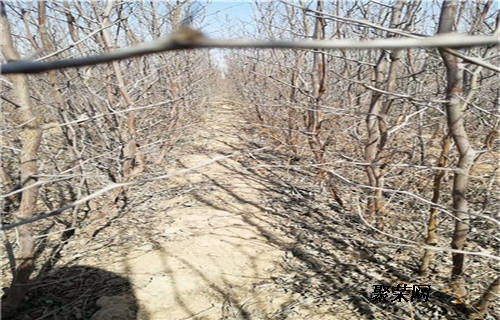 冬棗2號(hào)棗樹苗 冬棗2號(hào)棗樹苗每株單價(jià)