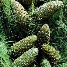 【松柏種子】最新最全松柏種子 產(chǎn)品參考信息