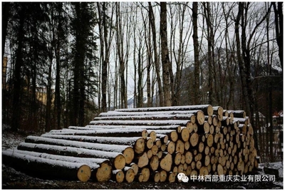 《重慶市林產品加工貿易發展規劃(2019-2025年)》專欄介紹貿易港項目