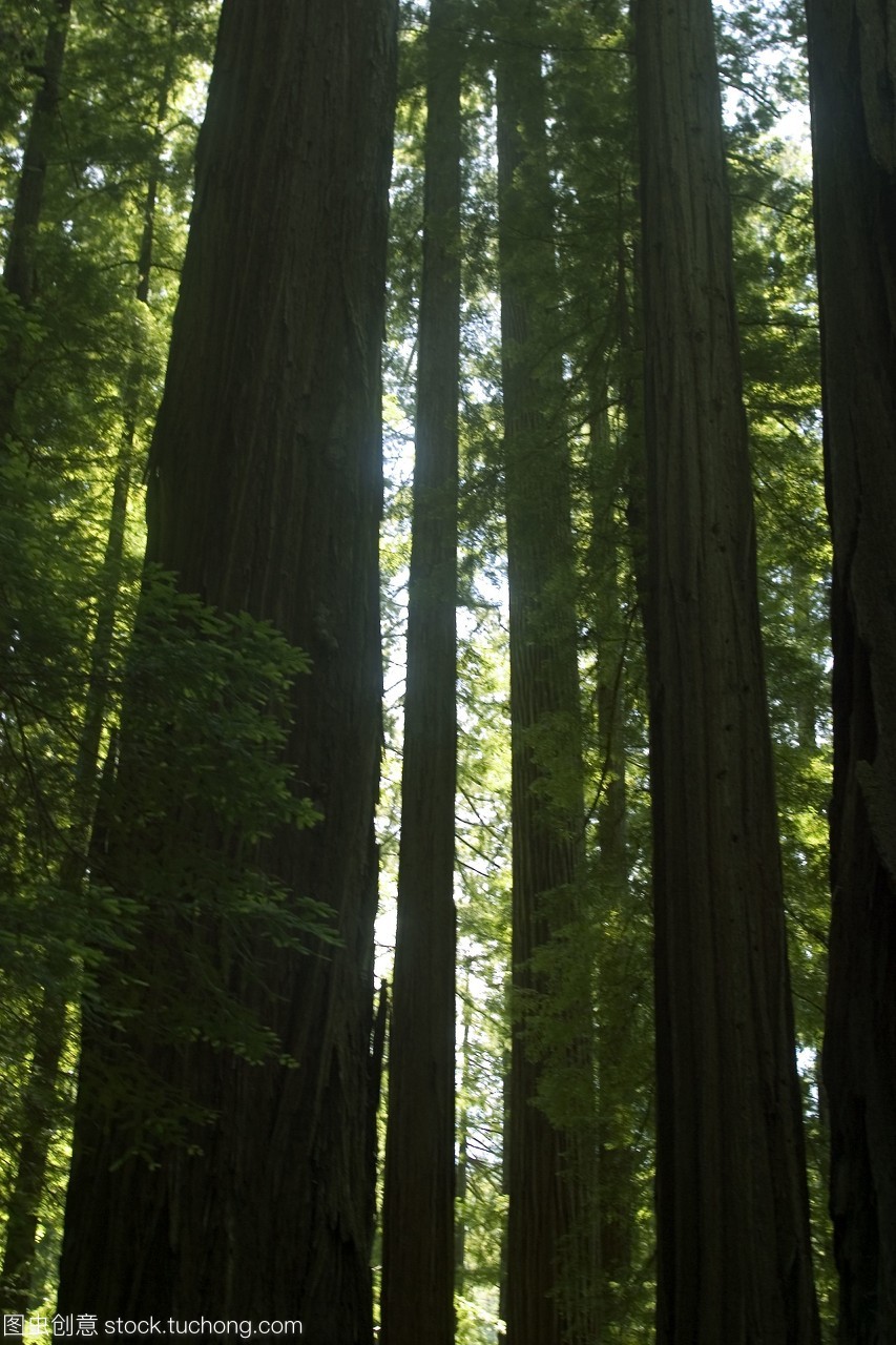 高大的林木