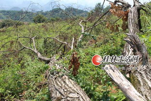 桂林盜伐濫伐林木屢禁不止 一些鄉(xiāng)鎮(zhèn)護林員成擺設(shè)