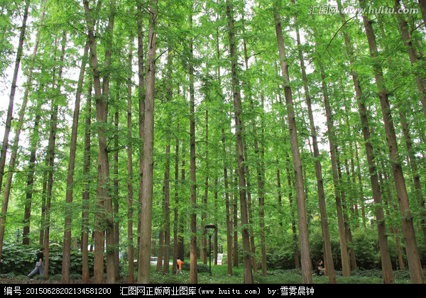 林木 云杉,樹木,植物花草,攝影,匯圖網(wǎng)www.huitu.com