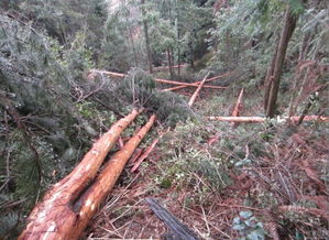 未經(jīng)批準采伐林木可入刑