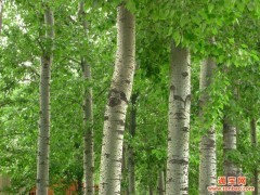 供應(yīng)林木|林木種植|河南綠葉開達花卉銷售_供應(yīng)產(chǎn)品_河南綠葉開達花卉銷售