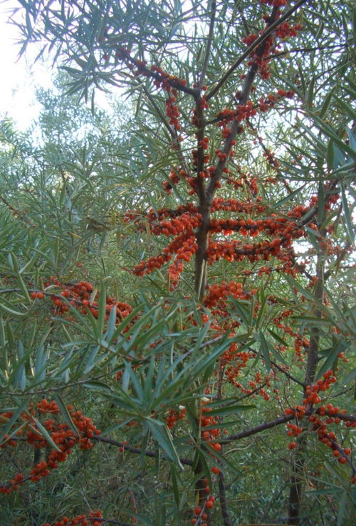 紅棘1號 等3個沙棘優(yōu)良雜交無性系獲國家林木良種審定