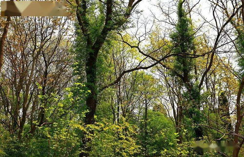 鹽城一處低調(diào)的森林氧吧,林木青翠,鳥語花香