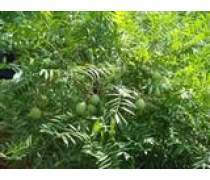 【綠化苗木文冠果樹苗供應(yīng)各種規(guī)格量大價優(yōu)】淄博淄川多好林木專業(yè)合作社 - 產(chǎn)品庫