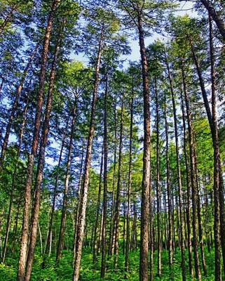 林區(qū)穿越大興安嶺,天高云淡