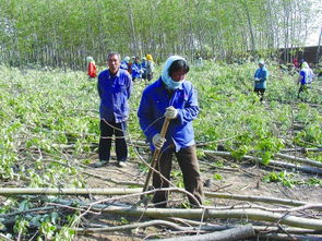 百畝林木三天被砍光 執(zhí)法人員阻止被轟趕