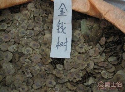 【廠家直銷各種林木種子紅豆杉國槐紅楓種子重陽木等等保質(zhì)保量】沭陽縣新河鎮(zhèn)子杰花卉園藝場 - 產(chǎn)品庫