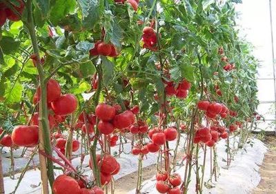 擴(kuò)進(jìn)口 促升級 | 蔬菜&ldquo;聯(lián)合國&rdquo;背后的產(chǎn)業(yè)升級