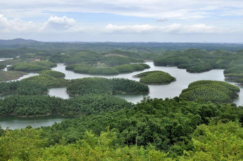 南寧這片竹林 錢 途遠(yuǎn)大 可發(fā)展休閑旅游 林下經(jīng)濟(jì) 林副產(chǎn)品加工
