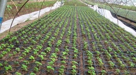 如何做好蔬菜幼苗培育,提供良好的土壤條件