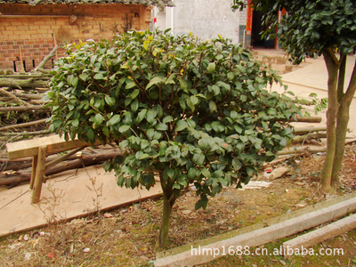大量供應造型優美綠化工程小喬木海石榴茶花_經濟林木_農林牧漁行業_產品_中國特產網