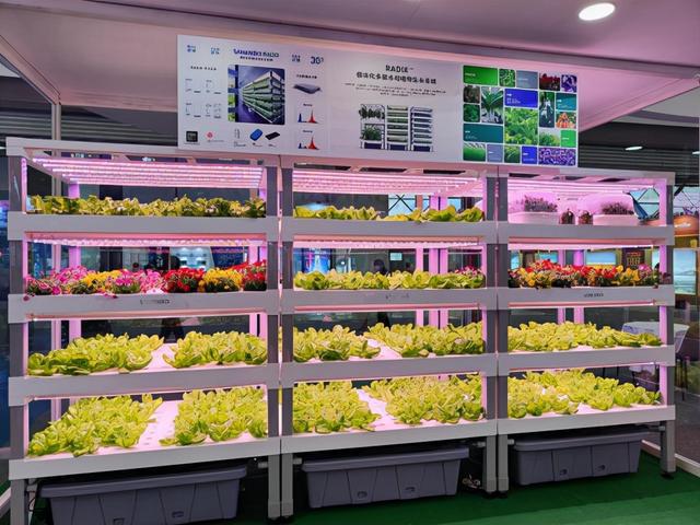 離開土壤也能培育蔬菜鮮花走進植物工廠解鎖現代農業種植新技術