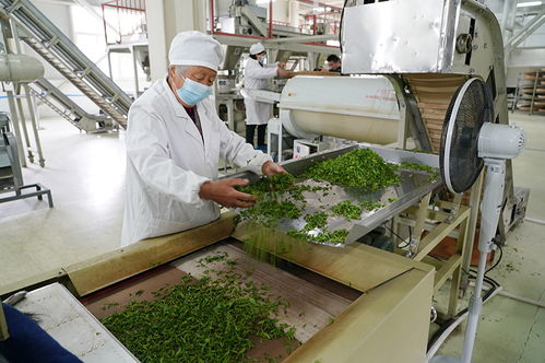 多彩產業鋪就秦巴山區群眾致富路