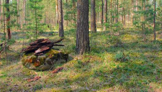 森林中有地衣和苔蘚的老樹。林木自然綠色的木頭。森林里樹上的苔蘚。特寫