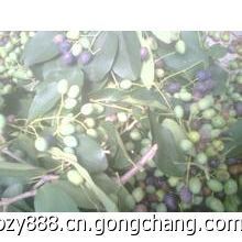 供應(yīng)流蘇種子,批發(fā)流蘇種子,出售流蘇種子價(jià)格_農(nóng)副產(chǎn)品_世界工廠網(wǎng)