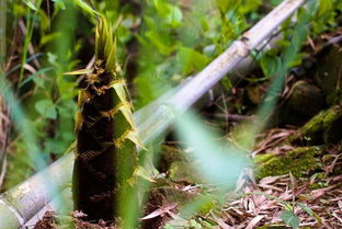 趕緊 免費(fèi)送筍子了 向峨 趙家溝首屆采筍節(jié) 強(qiáng)勢(shì)來襲