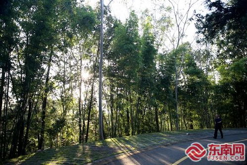 華安縣竹類植物園入選第一批省級(jí)林木種質(zhì)資源庫