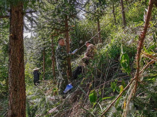 七坡與高樓山林場(chǎng)2.5萬畝合作林地林木外業(yè)評(píng)估調(diào)查圓滿完成