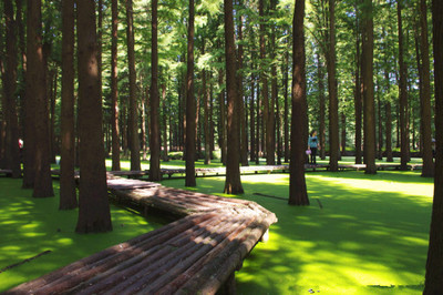 采棕葉、賽龍舟、做香囊&hellip;今年帶娃到這里過一個不同尋常的端午節