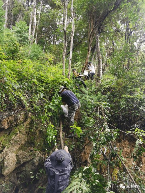 贊 沙縣在全省率先通過林木種質(zhì)資源普查省級復(fù)核