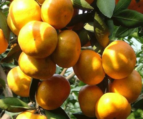 湘潭世紀(jì)紅美國糖橘種植基地詢問報(bào)價(jià) 湖南千思農(nóng)林