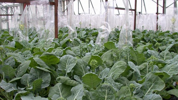 應(yīng)對‘蔬菜危機’，培育全年生長的西蘭花