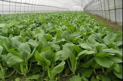 跨年寒潮沖擊下的民生 菜價上漲與防寒應(yīng)對