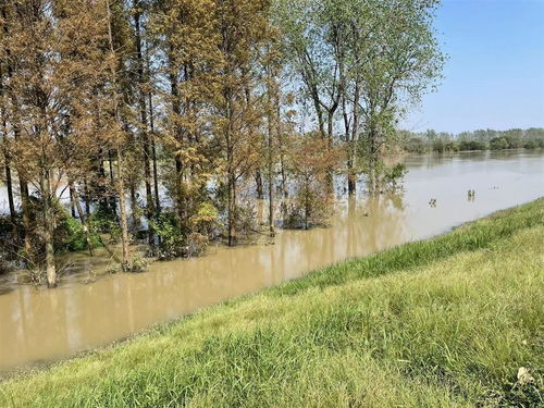 省漢江局順利完成林木采伐調(diào)查設(shè)計，保障漢江下游一期年度工程實施