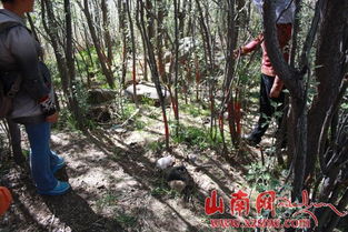 山南紀委駐村工作隊實地踏勘林木糾紛原發地，推動矛盾糾紛化解