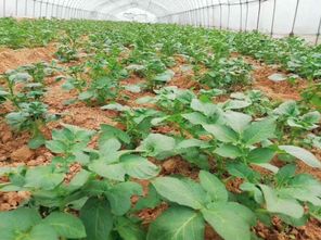 春耕進行時 60萬株蔬菜苗加緊培育，花卉產業助力菜籽下地