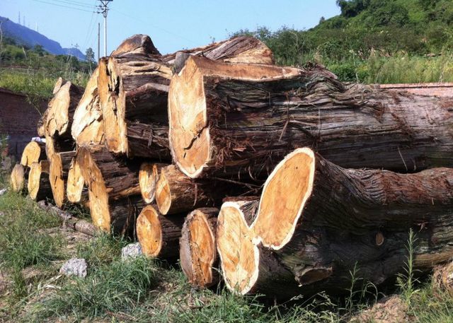 中澳貿易矛盾激化，澳大利亞商家暫停蔬菜對華出口